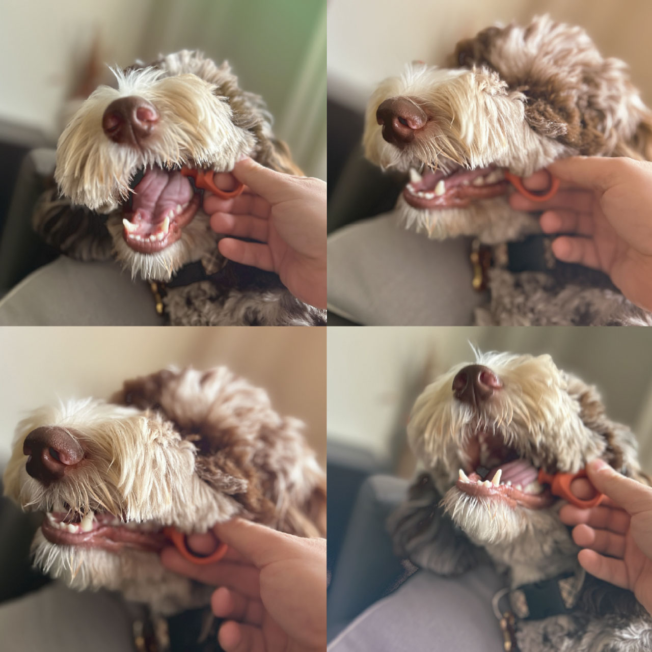 Pet Teeth Brushing aid