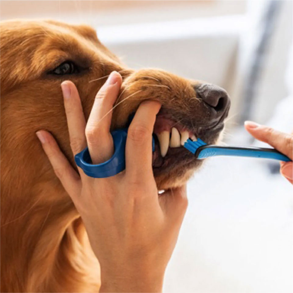 BrushMate Pet ToothBrush Brushing dogs teeth